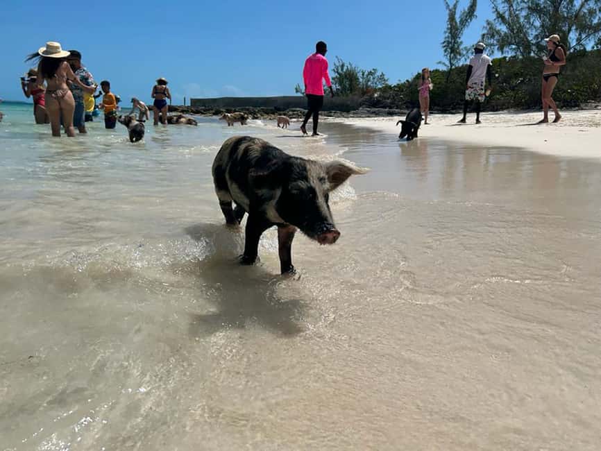 Nassau: Snorkeling, Pig Beach, Swim with Turtles, and Lunch - First water stop: reef snorkeling near Athol Island