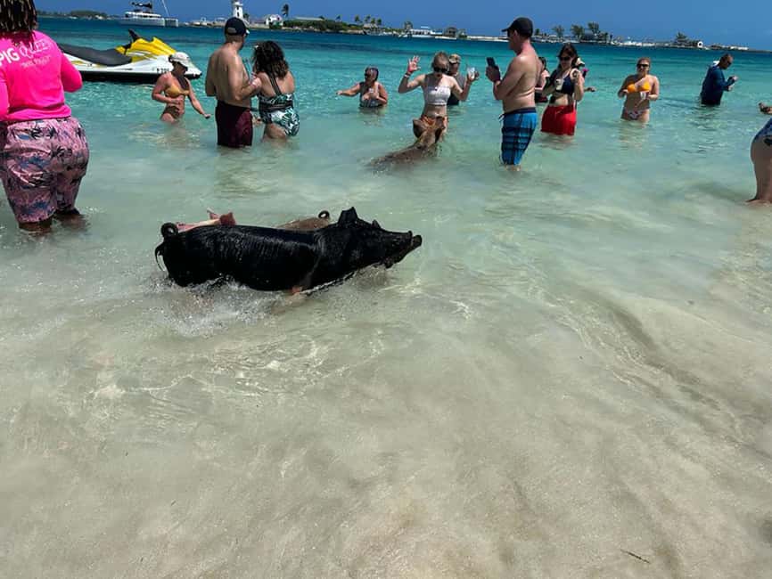 Nassau: Snorkeling, Pig Beach, Swim with Turtles, and Lunch - A second reef stop with more fish