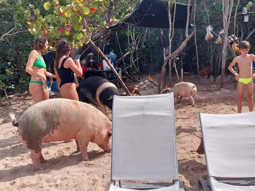 Nassau: Snorkeling, Swimming Pigs, Turtles & beach bar - Starting at Margaritaville in Nassau