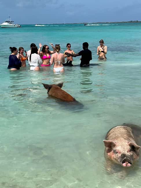 Nassau: Snorkeling, Swimming Pigs, Turtles & beach bar - Green Cay and the Bahamas turtles