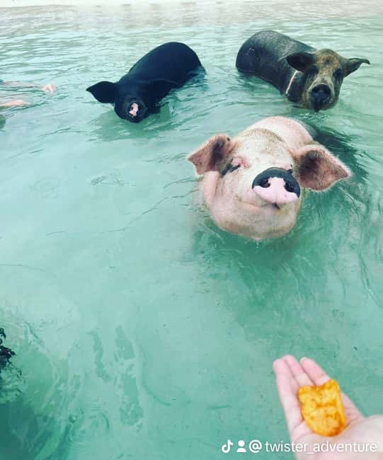 Nassau: Snorkeling, Swimming Pigs, Turtles & beach bar - Rose Island snorkeling for about 45 minutes