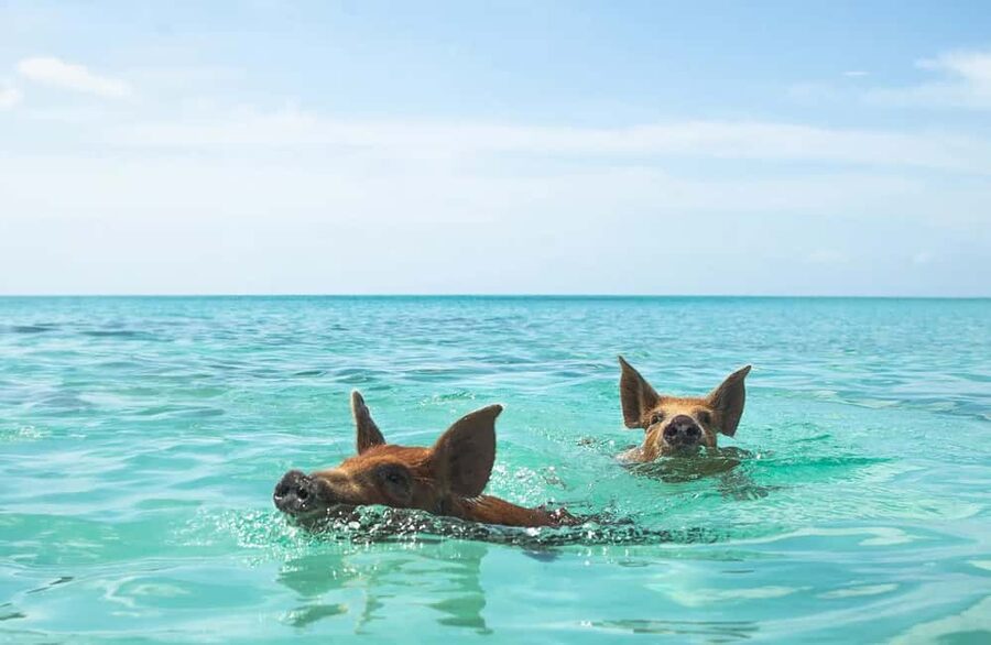 Nassau: Swimming Pigs and Private Beach Club Trip with Lunch - Key Points Before You Book