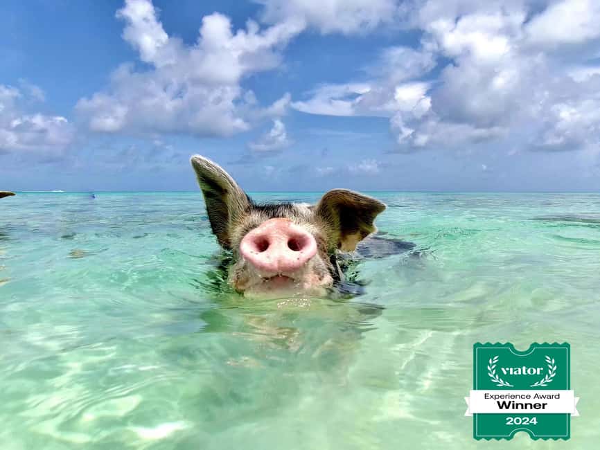 Nassau: Swimming Pigs and Private Beach Club Trip with Lunch - Meeting the Swimming Pigs Safely