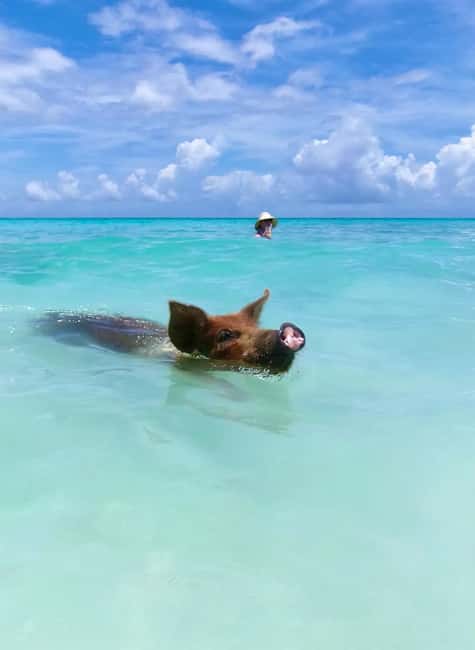 Nassau: Swimming Pigs and Private Beach Club Trip with Lunch - The Beach Lunch: Bahamian Food by the Water