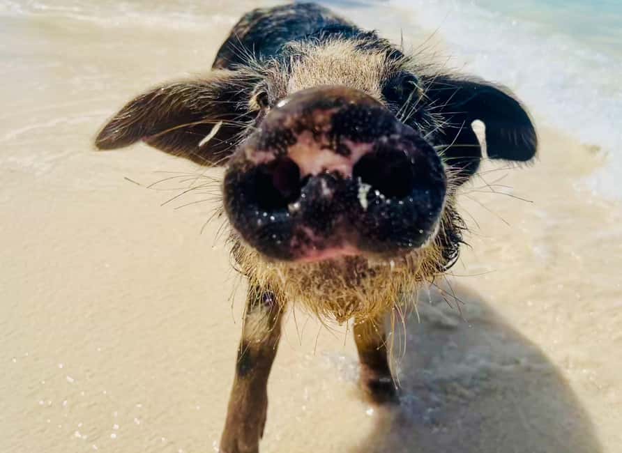 Nassau: Swimming Pigs and Private Beach Club Trip with Lunch - What $139 Includes, and What It Does Not