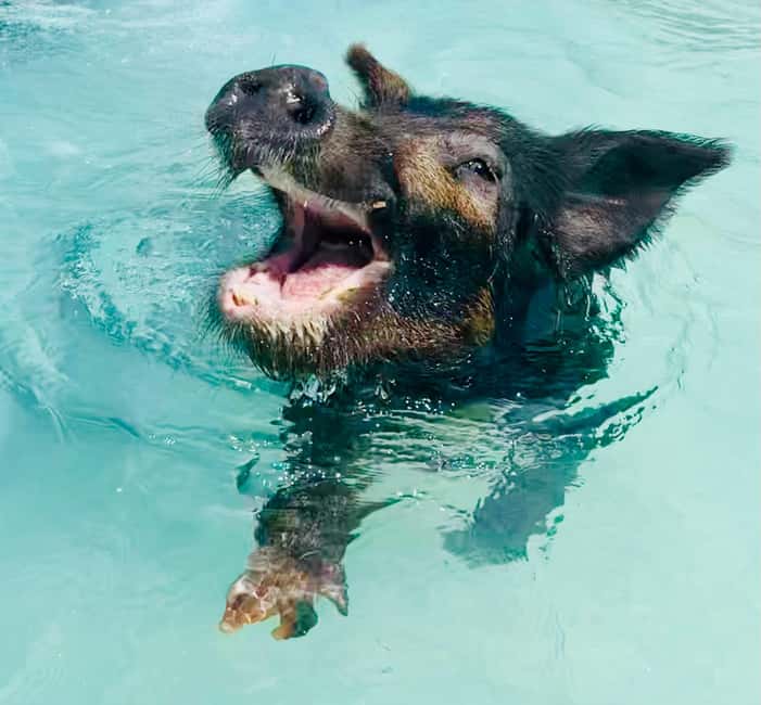 Nassau: Swimming Pigs and Private Beach Club Trip with Lunch - Should You Book the Rose Island Pig Beach Trip?