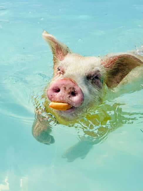 Nassau: Swimming Pigs and Private Beach Club Trip with Lunch - First Hour on Rose Island: Beach, Pigs, and Getting Settled