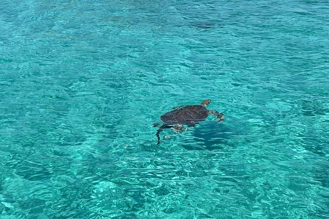 Nassau: Swimming Pigs And Snorkel With Turtles - What Your $140 Pays For on the Water
