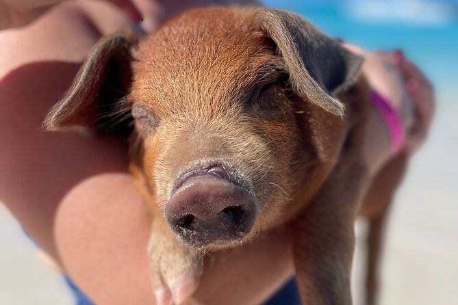 Nassau: Swimming Pigs And Snorkel With Turtles - Green Cay: Gentle Water and Sea Turtles