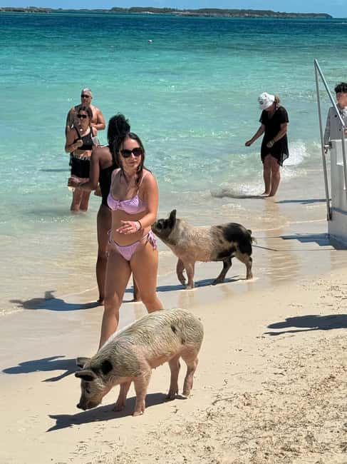 Nassau: Swimming Pigs and Turtles Boat Tour with Snorkeling - Key points at a glance