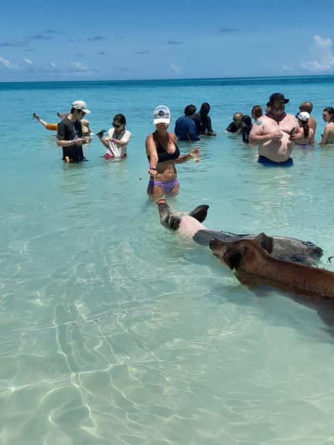 Nassau: Swimming Pigs Private Boat Tour - Up to 7 Persons - Who will enjoy this trip most