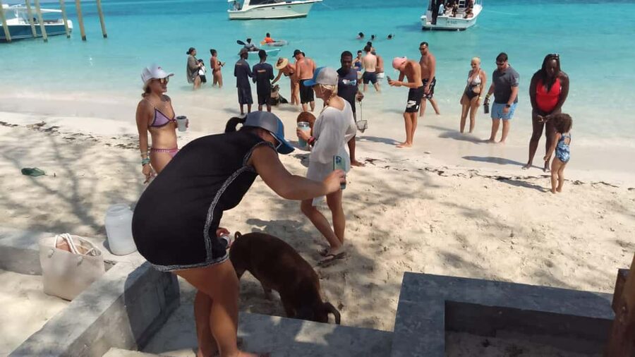 Nassau: Swimming with Pigs, Snorkeling, and Sightseeing Tour - From Bayshore Marina to the open water