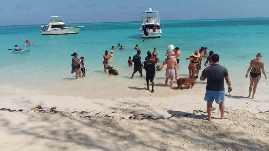 Nassau: Swimming with Pigs, Snorkeling, and Sightseeing Tour - Timing, comfort, and who will enjoy it
