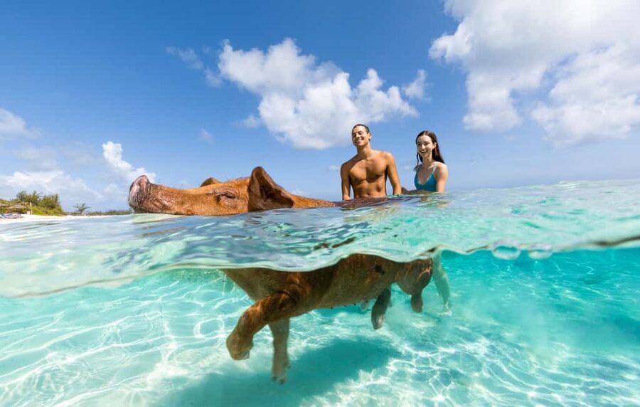 Paradise Island: Rose Island Tour with Swimming Pigs & Lunch - Swimming pigs, goats, and a hands-on animal visit