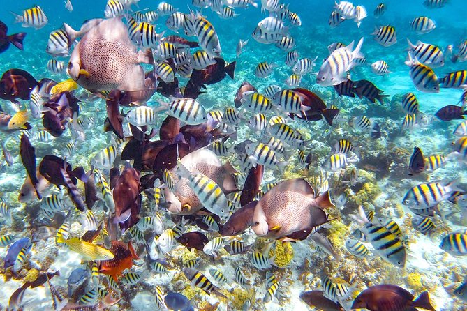 Pearl Island Bahamas Snorkeling Experience and Lunch - The Ferry From Paradise Island