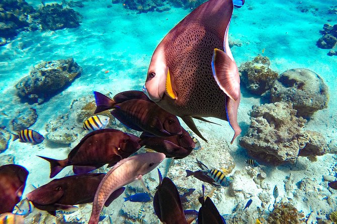 Pearl Island Bahamas Snorkeling Experience and Lunch - Snorkeling: The Main Question