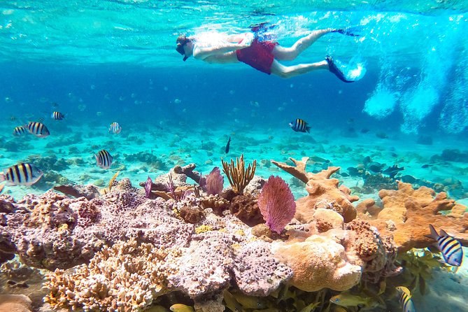 Pearl Island Bahamas Snorkeling Experience and Lunch - The Waiting Time Between Activities