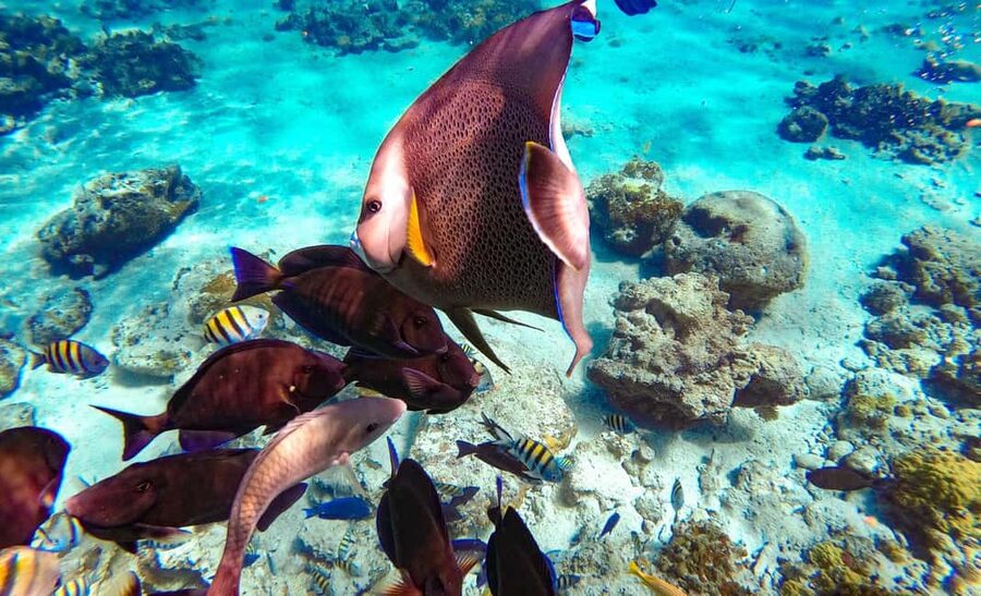 Pearl Island Beach: Full-day Snorkelling with Lunch - Lunch with chicken, fish, rice, and plantains