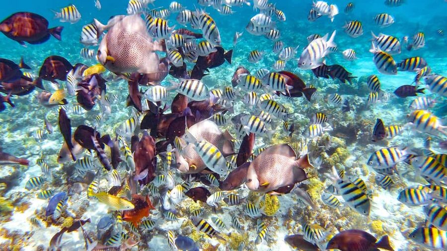 Pearl Island Beach: Full-day Snorkelling with Lunch - White sand, warm water, and the Pearl Island setting