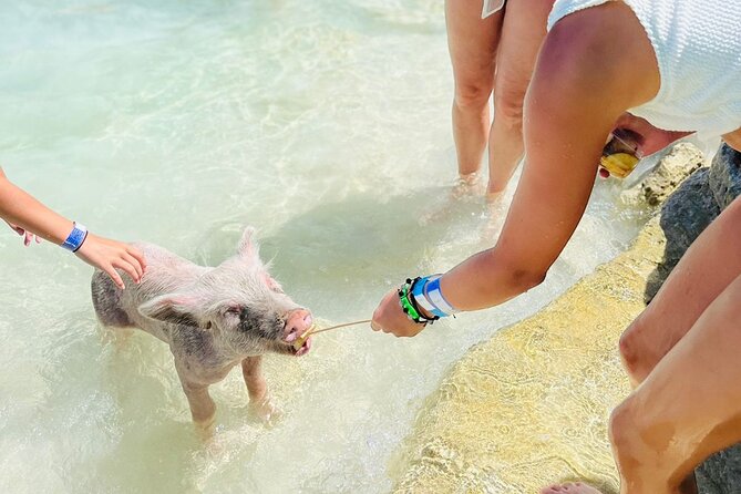 Perfect Day Swimming Pigs, Turtles, Reef Snorkel & Lunch - Lunch and drinks at Rose Island