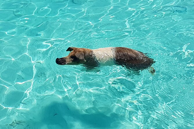 Powerboat and Snorkel Experience with Swimming Pigs and Turtles - Key points to know before you book