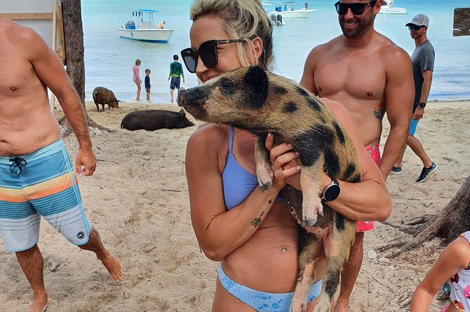 Powerboat and Snorkel Experience with Swimming Pigs and Turtles - Swimming pigs bring the playful middle stop
