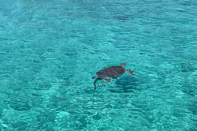 Private Boat Swim and Snorkel Adventure to Rose Island - Swimming with turtles in clear water