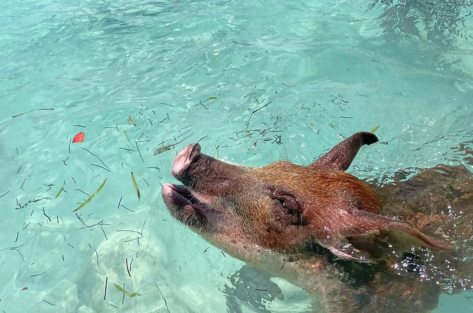 Private Eleuthera Island: Swim With Pigs, Turtles & Stingrays - Crew service and the feel of the outing
