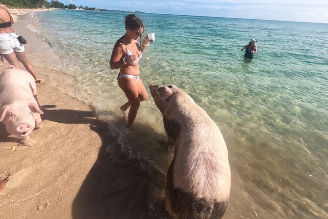 Private GroupTour Pigs/Turtles/Snorkeling/Lunch/Pickup/Dropoff - Rose Island Combines Lunch With Swimming Pigs