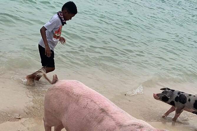 Private GroupTour Pigs/Turtles/Snorkeling/Lunch/Pickup/Dropoff - Gilligan’s Island Adds A Scenic Break