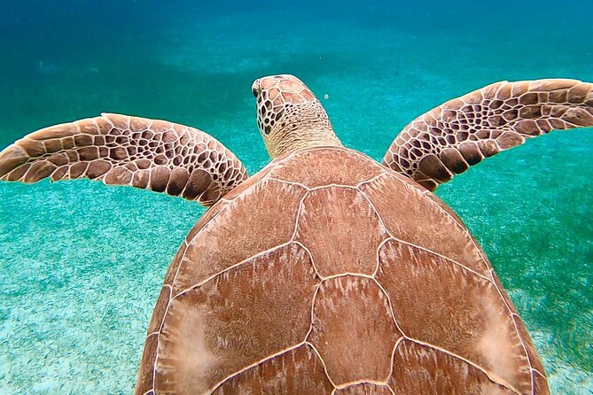 Private Rose Island, Swimming Pigs, Snorkeling and Turtles - Snorkeling over reefs and walls of fish