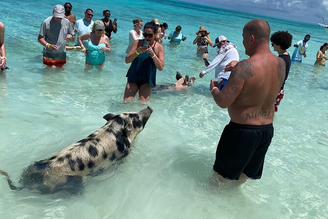 Private Rose Island, Swimming Pigs, Snorkeling and Turtles - Meeting the boat and handling the transfer