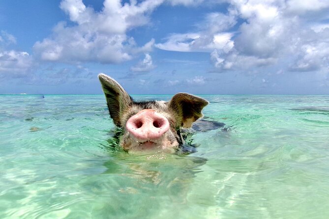 Private Sightseeing Tour in Nassau with Lunch - A private start at Montague Beach