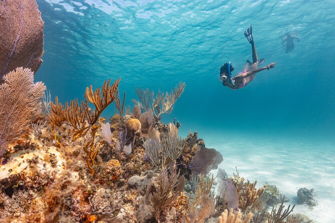 Private Sightseeing Tour in Nassau with Lunch - Watching green sea turtles near Green Turtle Cay
