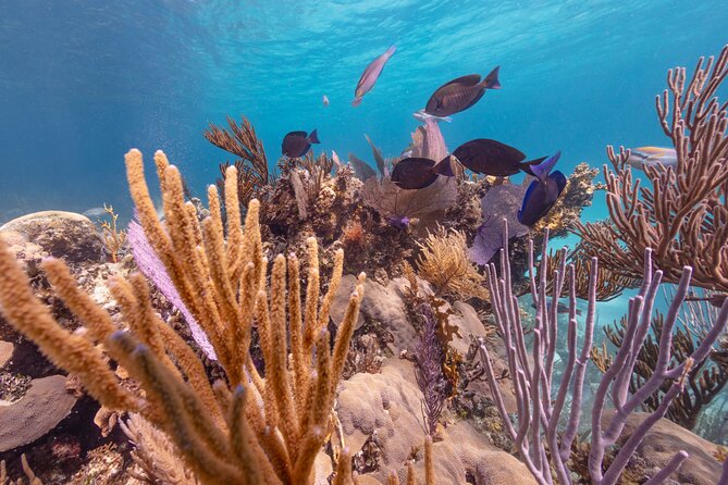 Private Sightseeing Tour in Nassau with Lunch - Who will enjoy this Nassau outing most