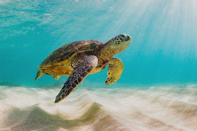 Private Sightseeing Tour in Nassau with Lunch - Timing, weather, and practical planning