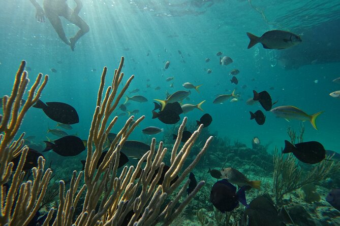 Private Snorkeling or Fishing Charter in Nassau - 38ft Free Time - Gilligan’s Island, beaches, pigs, and open water