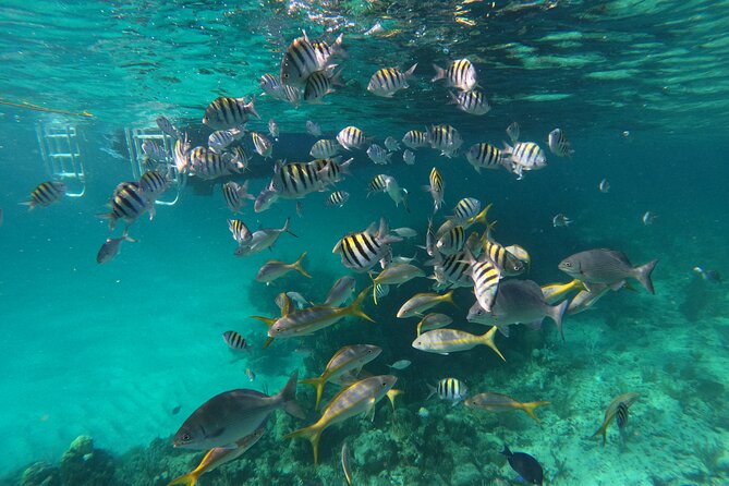 Private Speed Boat for Snorkeling or Fishing in Nassau - 34ft - What this Nassau boat charter is really like