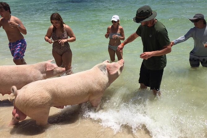 Private Swim With Pigs and Snorkeling in Paradise Tour - Swimming with green turtles