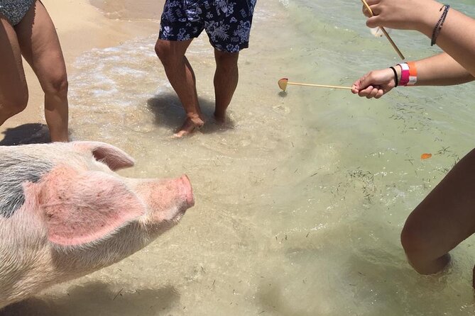 Private Swim With Pigs and Snorkeling in Paradise Tour - What to bring and what to confirm