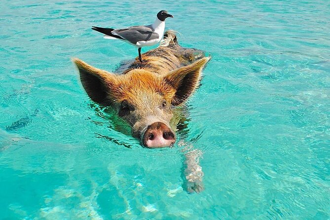 Rose Island 3 Island Luxury Private Tour(8hrs) - Key points to know before you book