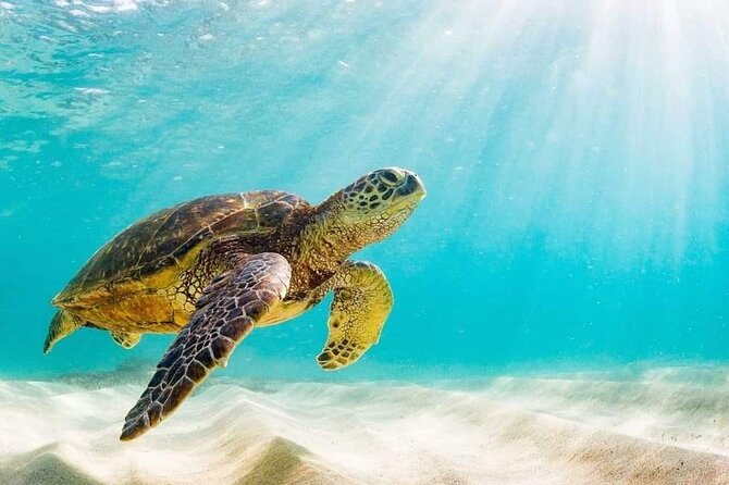Rose Island 3 Island Luxury Private Tour(8hrs) - Rose Island: four hours for pigs, beach, and lunch