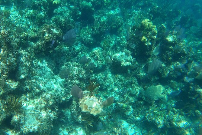 Rose Island Adventure: Turtle, Swim and Snorkel - Snorkeling and turtle time at Sun Cay