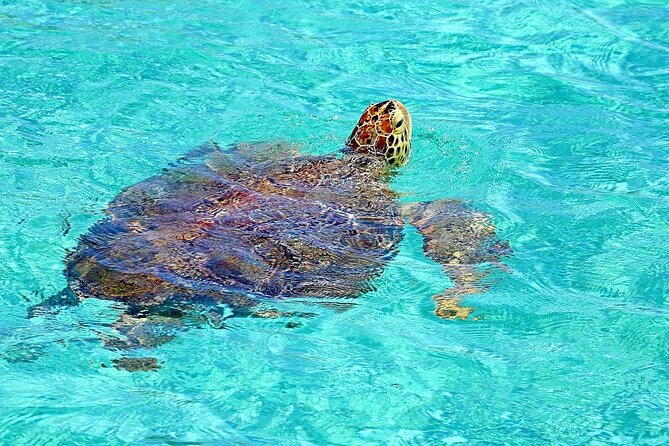 Rose Island Half-Day Snorkeling Cruise - Key points to know before booking