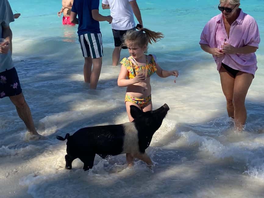 Rose Island: Pig Beach, Snorkeling, Sea Turtles, Beach - Meeting at Montague Dock