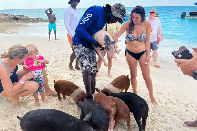 Rose Island Private Beach: Swimming with the Pigs - Green Cay offers a chance to see turtles