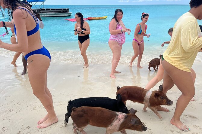 Rose Island Private Beach: Swimming with the Pigs - Feeding the pigs is more realistic than swimming