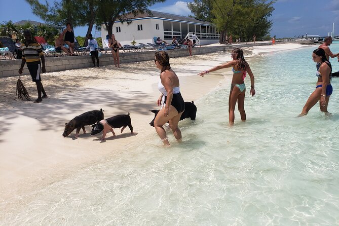 Rose Island: Private Snorkeling, Fishing, and Swimming with Pigs - The Rose Island experience at a glance