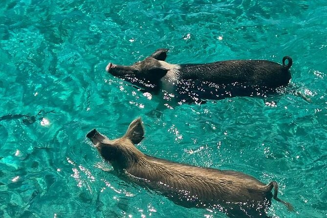 Rose Island Swimming Pigs - Passing Gilligan’s Island and watching for sea turtles