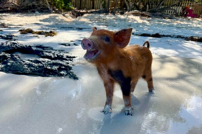 Rose Island Swimming Pigs & Beach Snorkeling Experience Nassau. - How much the $79 price really covers